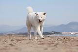 AKITA INU 153